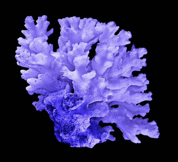 Coral isolated on black background - Photo, Image