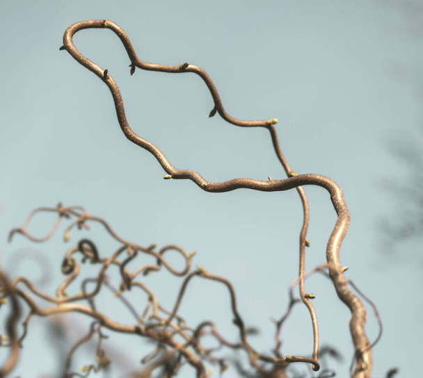 Ветви орешника Конторт в ботаническом саду
 - Фото, изображение