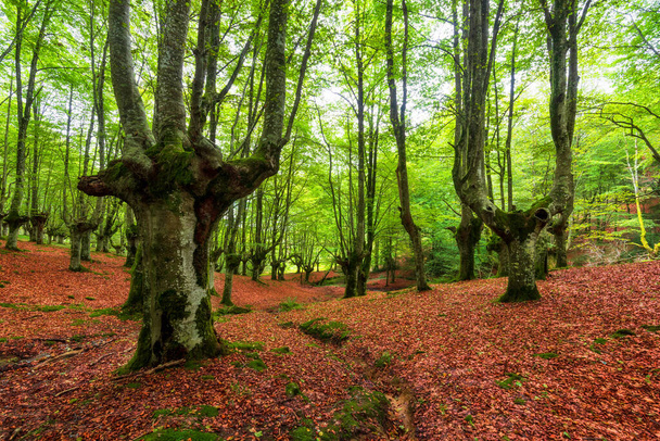 Paysage forestier idyllique avec hêtres moussus
. - Photo, image