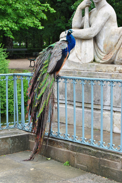 Piękny indyjski paw w Warszawie - Zdjęcie, obraz