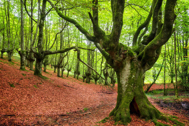 Idyllic forest landscape with mossy beech trees. - Photo, Image