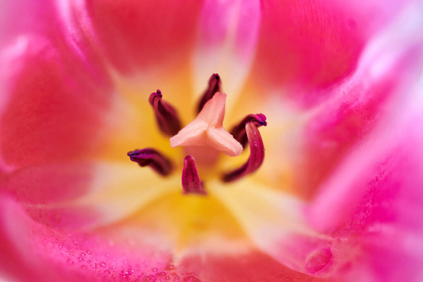 Czerwone kwiaty tulipan zamknąć się.Tło czerwonych kwiatów tulipan - Zdjęcie, obraz