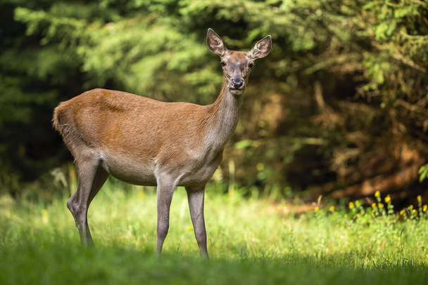 Nieuwsgierig rood hert doe geconfronteerd camera op een klein weitje met bomen op de achtergrond - Foto, afbeelding