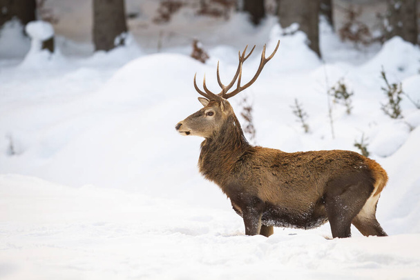Massive macho de ciervo rojo con pelaje de invierno esponjoso de pie en la nieve
 - Foto, imagen