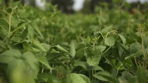 Plantacja zielonych nasion soi - Materiał filmowy, wideo