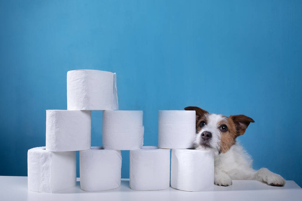 Dog with toilet paper. Jack Russell Terrier is surprised. Panic, virus, pandemic - Zdjęcie, obraz
