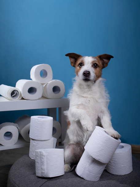 Dog with toilet paper. Jack Russell Terrier is surprised. Panic, virus, pandemic - Фото, изображение