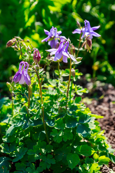 Delikátní columbine květ (Aquilegia vulgaris) v zahradě - Fotografie, Obrázek