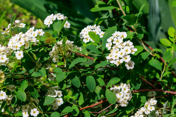 Valkoinen kukkiva pensas Spirea aguta (Morsiamet seppele
) - Valokuva, kuva