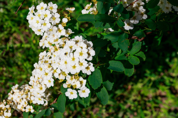 White flowering shrub Spirea aguta (Brides wreath) - Photo, Image