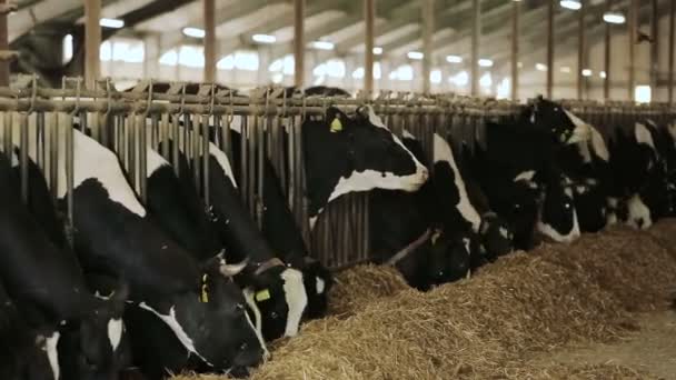 Kuh auf Milchviehbetrieb frisst Heu - Filmmaterial, Video