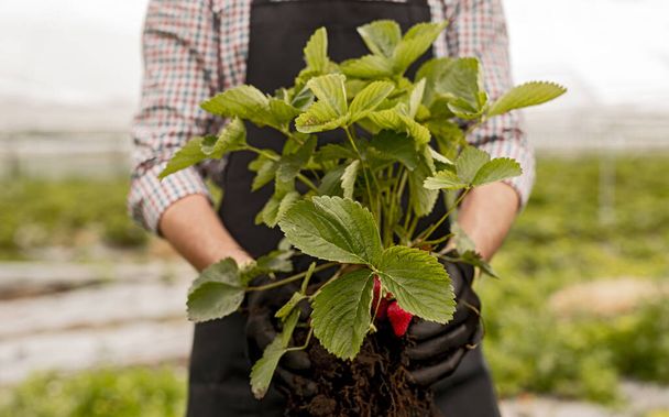 Crop seasonal worker with uprooted strawberry plant - 写真・画像