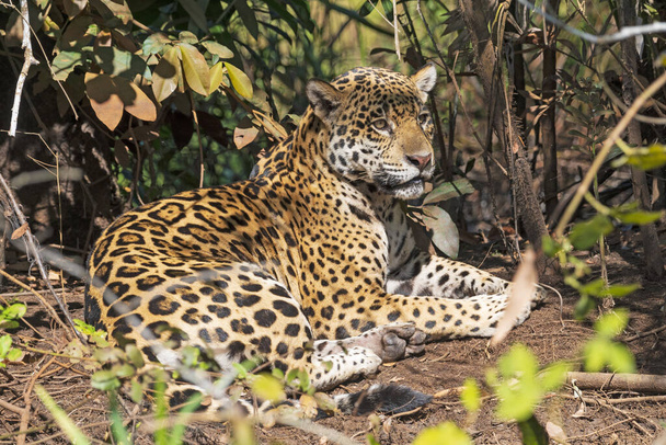 Jaguar Rusten op een warme dag in de Pantanal in Brazilië - Foto, afbeelding
