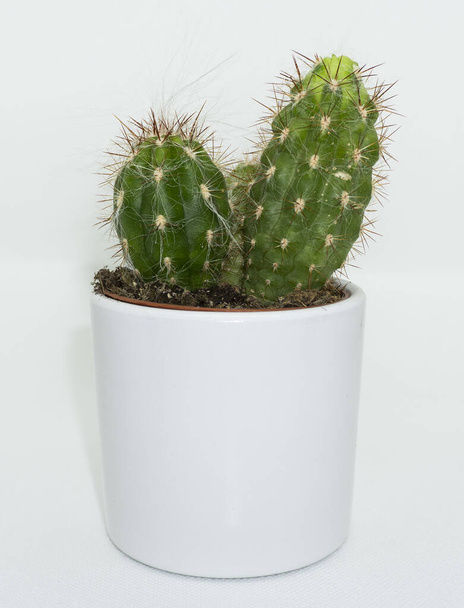 San Pedro kaktus v bílém květináči - Fotografie, Obrázek