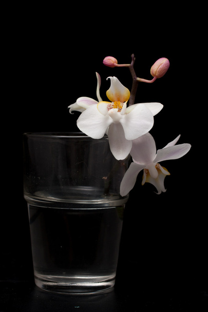 White orchid in glass - Фото, изображение