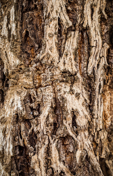 Bark of Pine Tree - Zdjęcie, obraz