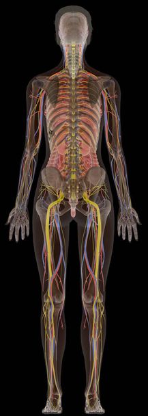 Ανθρώπινη ανατομία X-Ray γυναικείο σώμα από την πλάτη - Φωτογραφία, εικόνα