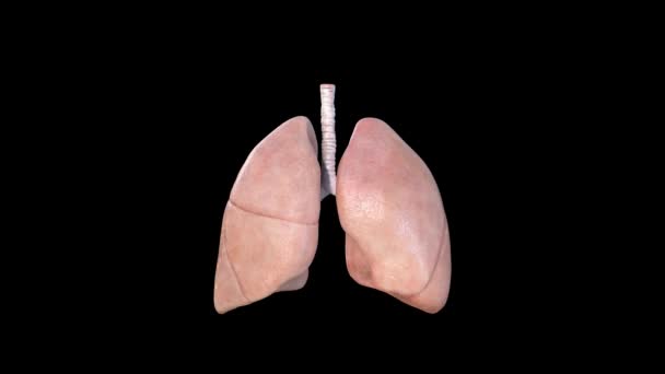 Ανατομία των πνευμόνων, ανθρώπινο αναπνευστικό σύστημα, πνευμονία, κορωνοϊός, κοβίδιο-19, καρκίνος, ιατρική αντίληψη αυτοψίας. Καρκίνος και κάπνισμα. 3d απόδοση - Πλάνα, βίντεο