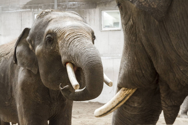 Азиатские слоны быки, его научное название Elephas maximus
 - Фото, изображение