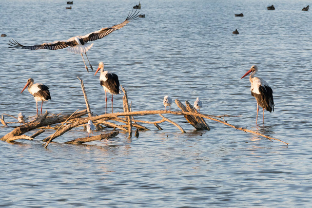 Grupa bocianów siedzących na gałęziach jeziora, podczas gdy inny bocian ląduje - Zdjęcie, obraz
