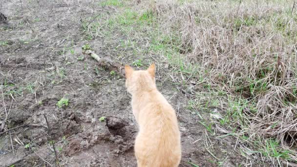 Červená kočka se myje v trávě. Domácí mazlíčci. Feline. Svět zvířat. - Záběry, video