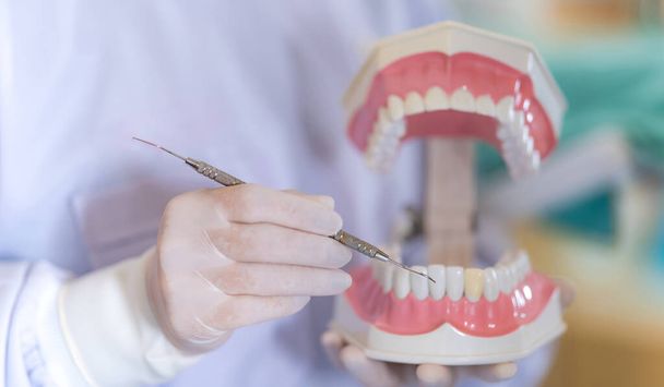 Odontoiatra in piedi nello studio dentistico utilizzando un modello di mascelle per mostrare il modo corretto di lavarsi i denti
 - Foto, immagini