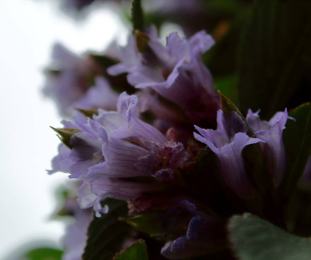 ενδημικό και σπάνιο λουλούδι neelakurinji (strobilanthes kunthiana), που βρίσκεται σε δυτικούς ghats - nilgiri ορεινή περιοχή (nilgiri βιόσφαιρα αποθεματικό ή δυτικό ghats hotspot βιοποικιλότητα), αυτό το λουλούδι ανθίζει μία φορά σε δώδεκα χρόνια - Φωτογραφία, εικόνα