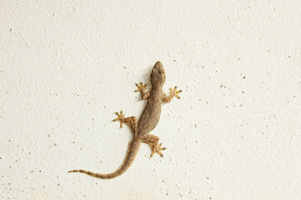 House lizard or little gecko on a white wall - Photo, Image
