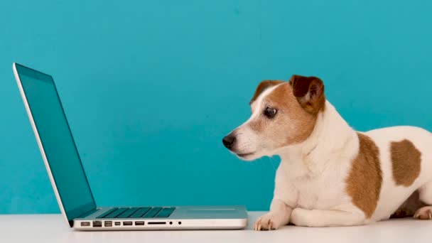 Koira katselee kannettavaa tietokonetta kiinnostuneena
 - Materiaali, video