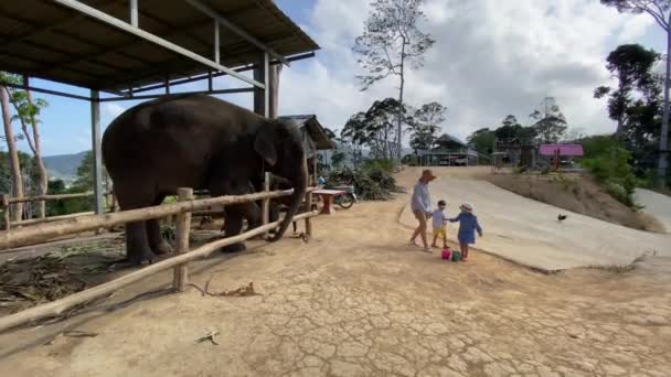 Onnellinen perhe kommunikoi norsun kanssa eläintarhassa
 - Materiaali, video