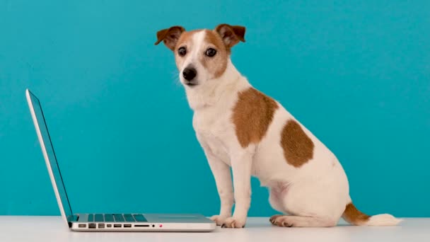 Собака смотрит на ноутбук в студии
 - Кадры, видео