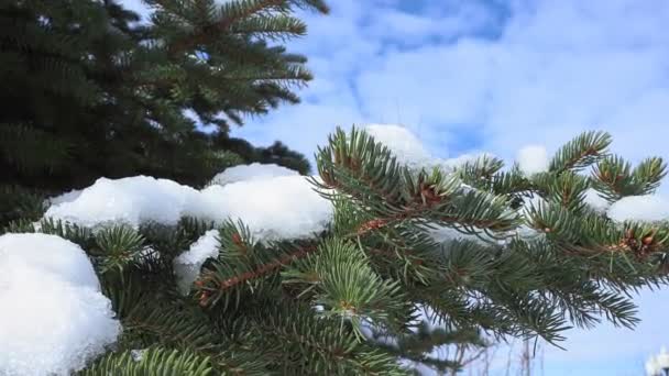 śnieg na gałęziach choinki wiosną, topnienie śniegu - Materiał filmowy, wideo