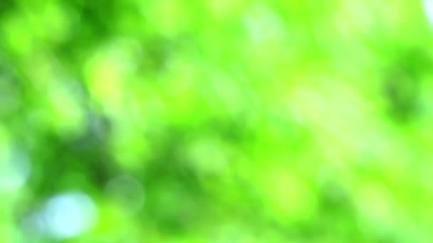 light green and green abstract blur colorful leaves flower tree in garden - Footage, Video