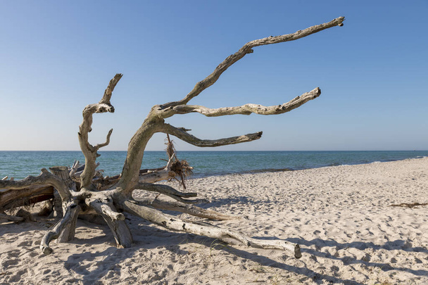 Starý kořen stromů je převětrané na pláži s výhledem na moře - Fotografie, Obrázek