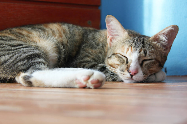 Üç renkli tekir kedi yerde uyuyor, evcil hayvan evde. - Fotoğraf, Görsel
