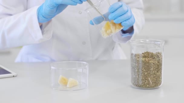 研究室でのテルペンCBD結晶を扱う手。化学者は実験室で麻テンペ結晶を検査する。彼女はピンセットを使ってガラスを見ている。マリファナの芽がテーブルにあります. - 映像、動画