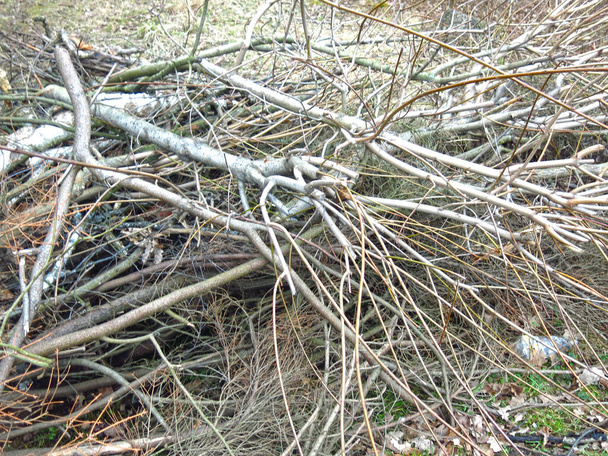 keř, pokácené větve leží na hromadě - Fotografie, Obrázek