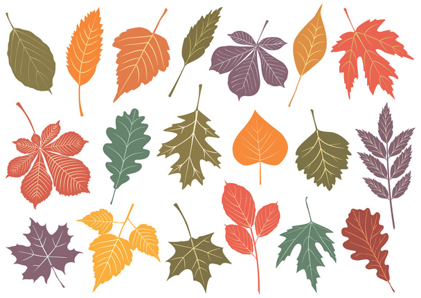 vektoros illusztráció szett 19 őszi levelek. - Vektor, kép