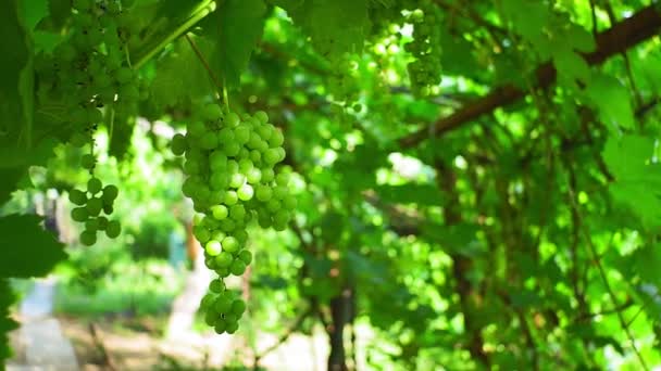 hrozny na vinici. ekologické ovoce v zahradě - Záběry, video