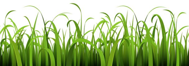 eps vector achtergrond template bestand van naadloze panorama groene zomer gras aan de onderkant voor de zomer of voorjaar ontwerpen - Vector, afbeelding