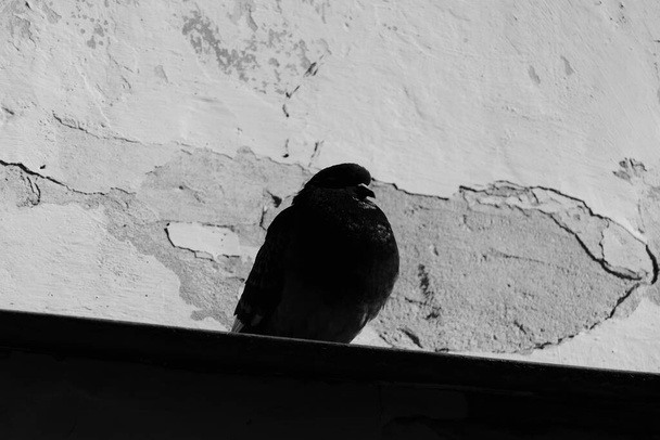 面白い鳩は古い、みすぼらしい壁の近くに座っている. - 写真・画像