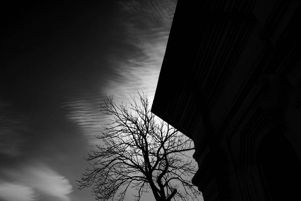 Zimní strom na pozadí cirrus mrak. - Fotografie, Obrázek