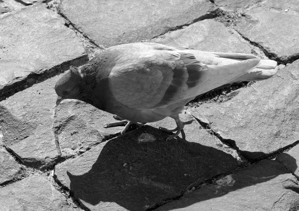 Een gespikkelde grijze duif probeert voedsel te vinden op een stenen stoep.. - Foto, afbeelding