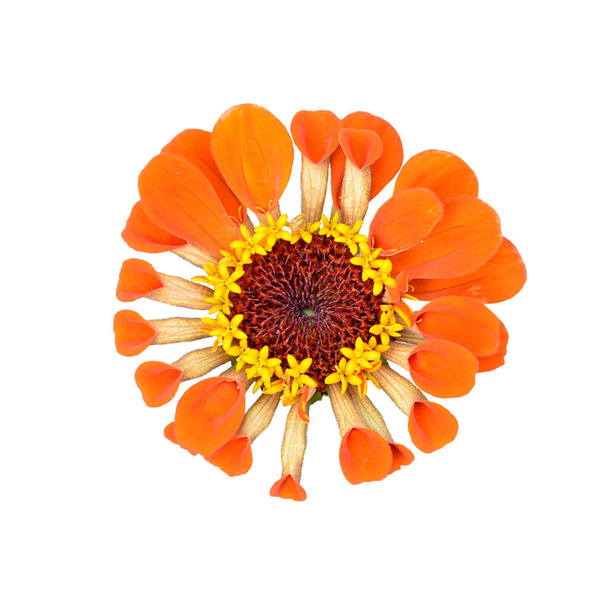 Beyaz bir arka plan üzerinde izole güzel portakal çiçeği - Fotoğraf, Görsel