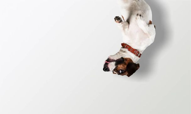 Jack russell terrier on background  - Foto, imagen