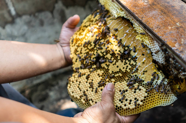 Закрытие пчелиной колонии, полной меда с высоким содержанием питательных веществ и витаминов, в коробку ручной работы.
. - Фото, изображение