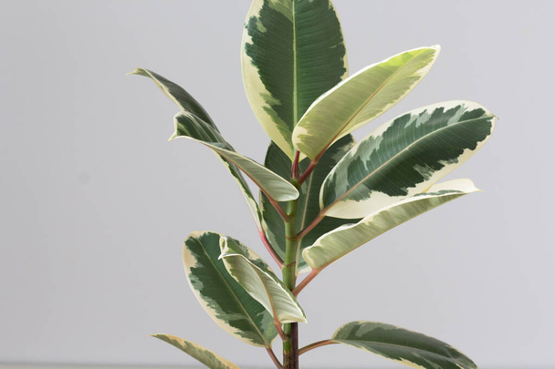 Variegated Ficus shrub houseplant indoor on grey background - Foto, imagen