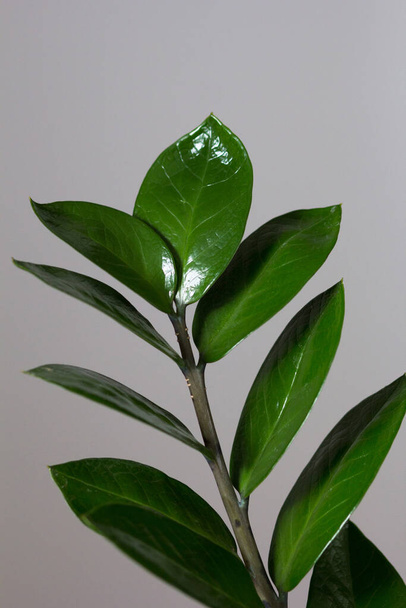 Zamioculcas branch with green leaves on grey background - Fotoğraf, Görsel