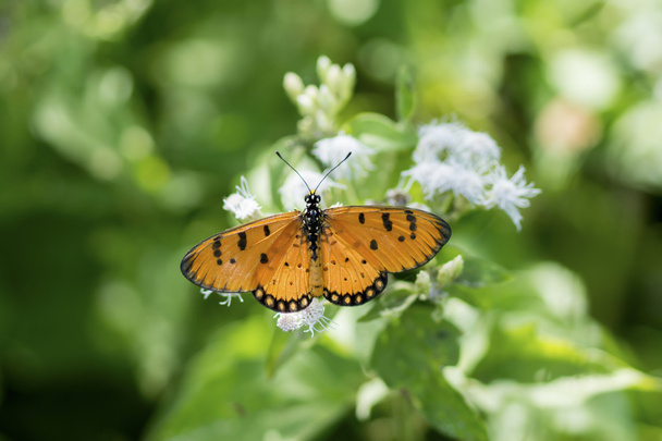 Nome di farfalla arancione Tawny Coster (Acraea violae
) - Foto, immagini