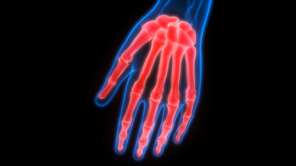 Anatomia dei dolori articolari dello scheletro umano (articolazione della mano). 3D
 - Foto, immagini